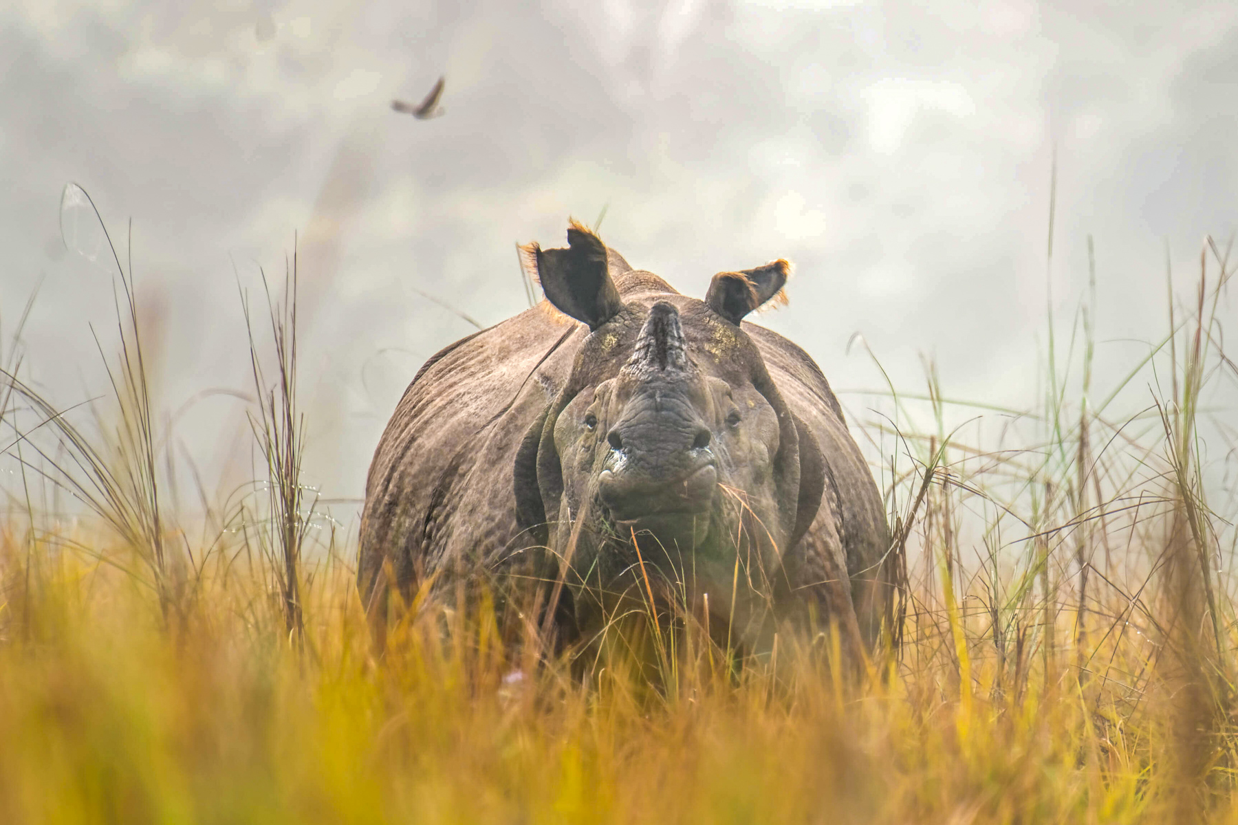 A Taste of Wildlife Nepal