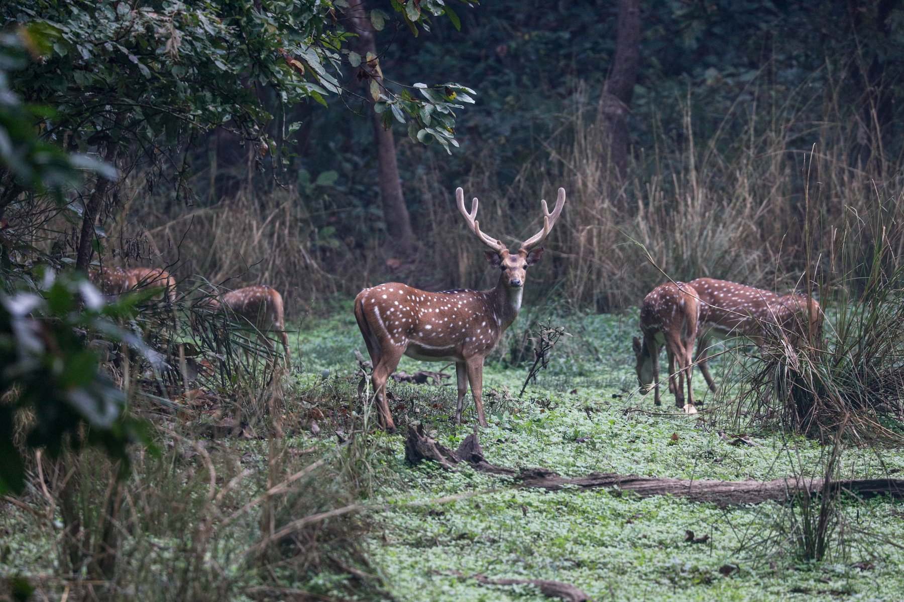 Chitwan Safari and Pokhara Valley