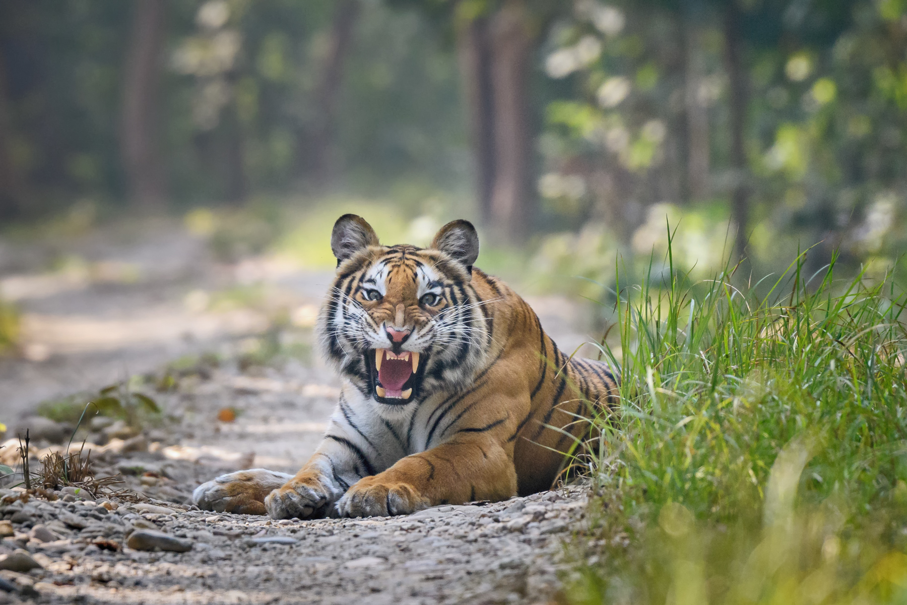 Tiger Tracking Safari and Pokhara Valley